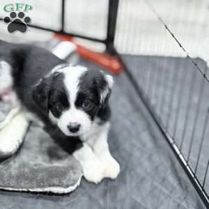 Panda, Border Collie Mix Puppy